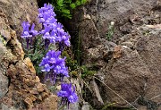 75 Bellissimi fiori di Linaiola alpina (Linaria alpina) nella roccia